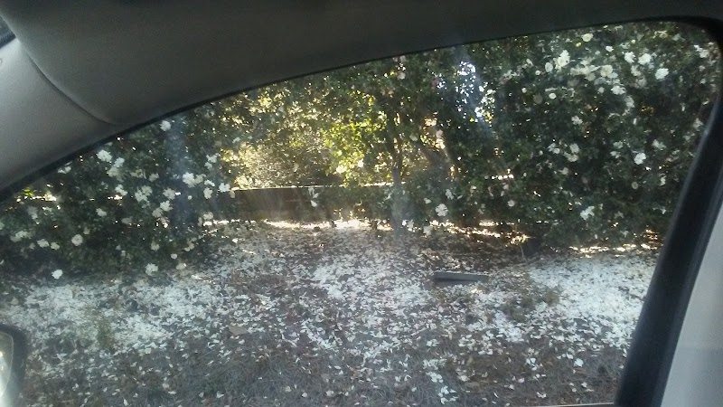 Mr Sam's and Co. llc